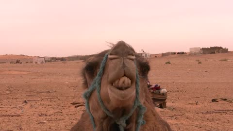 Dromedary alone