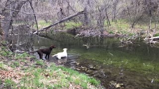 Hiking with the dogs in the Black Hills