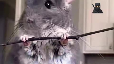 Never assume a mouse can't be a ninja - "Funny Hilarious Videos #42"! 🤣😂