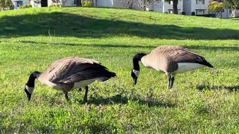 Pair of Canada Geese on a College Campus