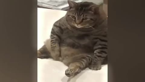 Trending Funny Animals and cat funny video Part 2 #cutecats Funniest Cats