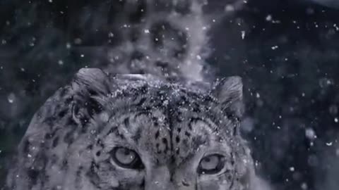 The king animal of the Snowy Plateau: An African impression of the snow leopard