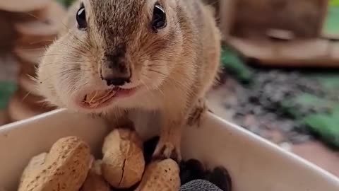 cute chipmunk loves peanuts !