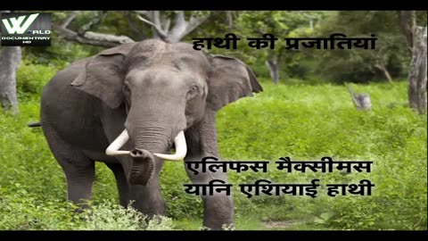 Elephant Jungle Mate _ World Documentary HD