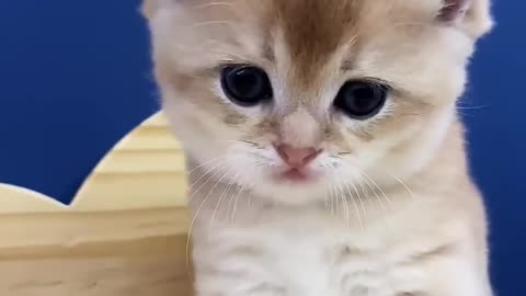 Lovely and cute cat