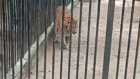 Inside the mother cheetah zoo | baby animal crying | pregnant animal in the zoo
