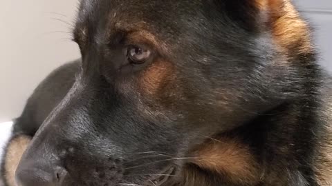 Drooling dog shows great discipline before mealtime