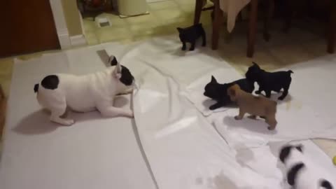 French bulldog playing with his pups