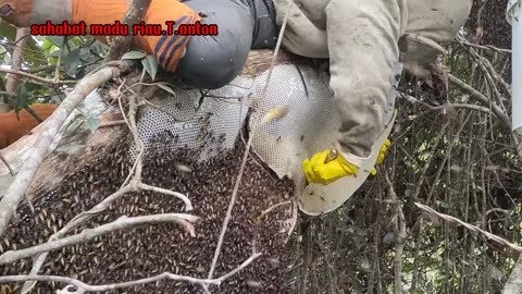 latest record super win nest. #honey #original #forest #riau #