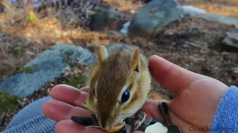 먹이를 주지 않아도 다람쥐 월리를 만질 수 있었던 이유 Why Chipmunk Wally Lets Me Pat Her With Empty Hands