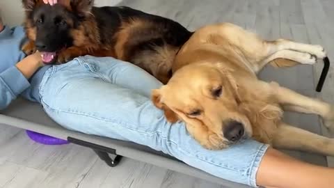 Funny Human Stealing Dogs Bed
