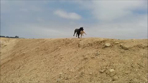 Lily and Pooh Bear, Fiesta Island, San Diego, CA - July 2014