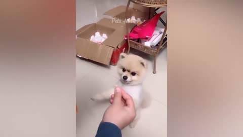 Funny animals Cats and Dogs 🤣🤣🤣😝🐕🐱very funny