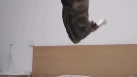 Funniest cats video, higher jump