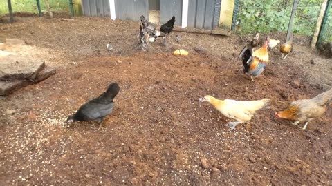 Chickens try the original Grape-Nuts cereal.