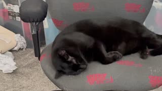 Adopting a Cat from a Shelter Vlog - Cute Precious Piper is an Elegant Black Velvet Office Kitty