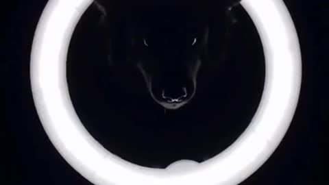 Amazing Dog Video