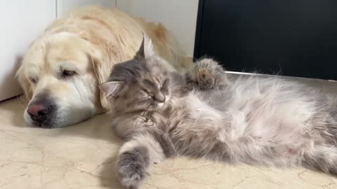 Pregnant Cat Demands Attention from Sleepy Golden Retriever