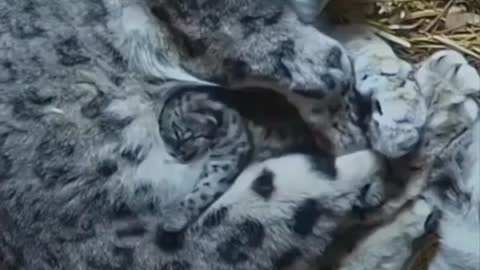 aww look at the baby mother snuggle