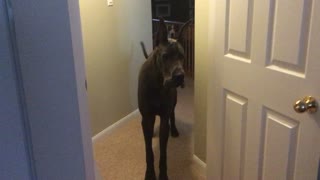 Maverick the Great Dane's a HUGE Chicken!