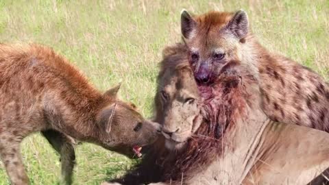 Brave Hyena brutally attacked and defeated the Lion to survive!! # Wild Safari Animals