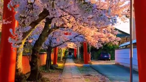 Beautiful Veiw in Japan