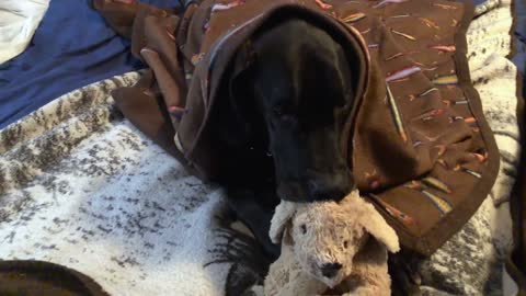 Great Dane puppy adorably uses stuffed bunny as soother