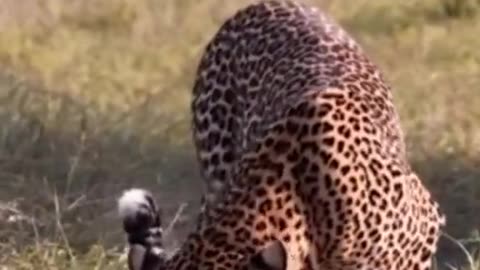 Lions attack leopard baby