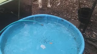 Benny playing in the pool