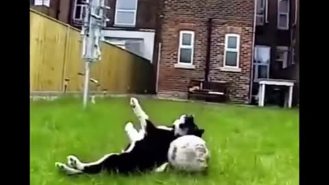 Funny animal videos 2024