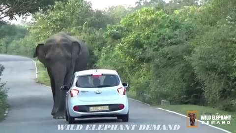 Wild Elephant Attack