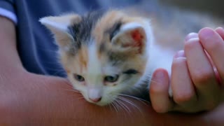 The best videos of cute kittens meowing and playing