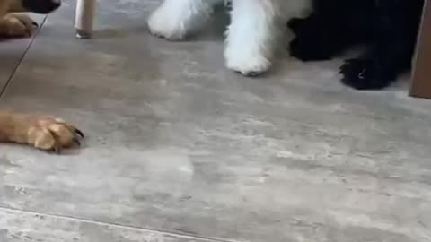 a brave dog who protects his younger brother