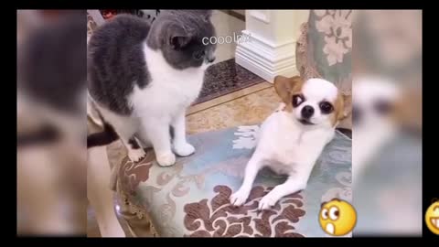 Watch Most funny pet , their activities surel, I makes you laugh😹