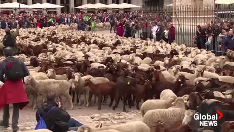 Sheep take over Madrid's streets as they head for winter pastures