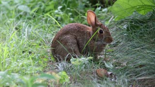 5 Interesting Facts About Rabbits