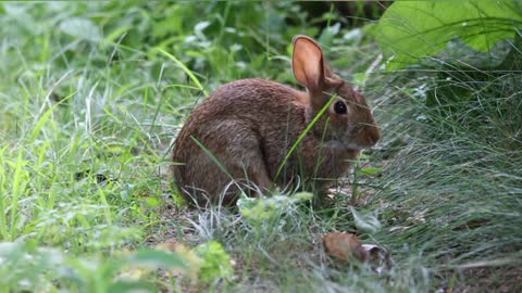 5 Interesting Facts About Rabbits