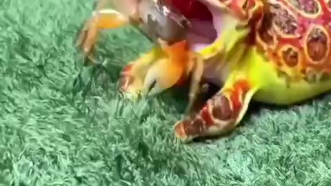 Crab avoiding being eaten with a masterful Kung Fu move