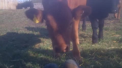 Curious Calves