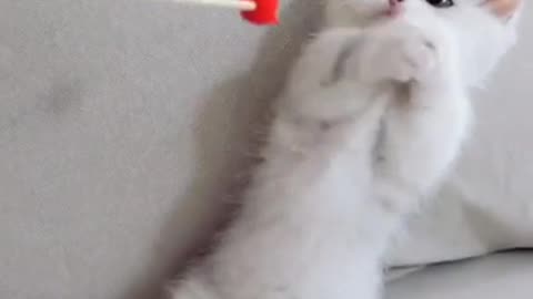 Cute kitty playing 🐈