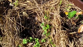 Strawberry Garden Update 3-20-23