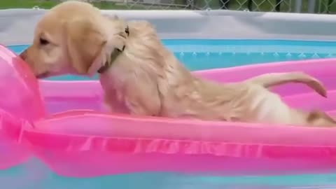 dog in swimming pool