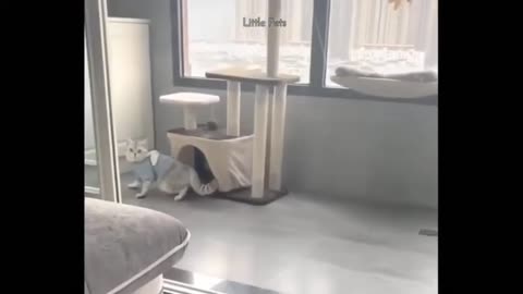 Cat 😸 Playing Hide & Seek With his Owner | Cute Cat | TheSPARROW