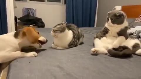 Funny Animal video