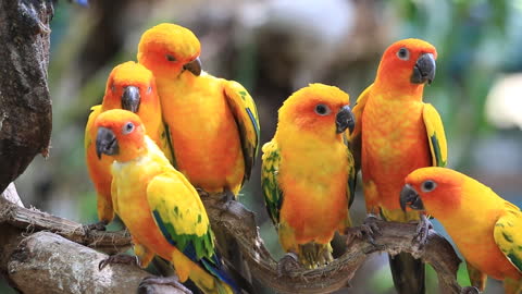 A Cute Sun Conure Parrots Resting On A Branch