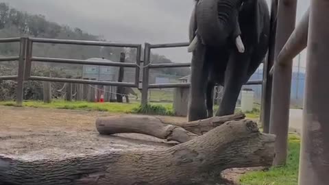 Physical therapy is a large part of the elephants