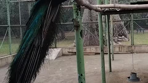 Colorful Peacock Video By Kingdom Of Awais