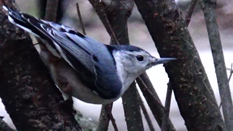 Nuthatch