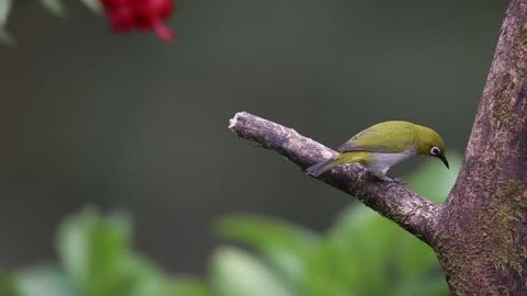 Oriental White-Eye Bird Wildlife Wild India Nature