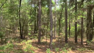 Florida Trail Ross Prairie Trailhead to Shanghai-La Trailhead Hike